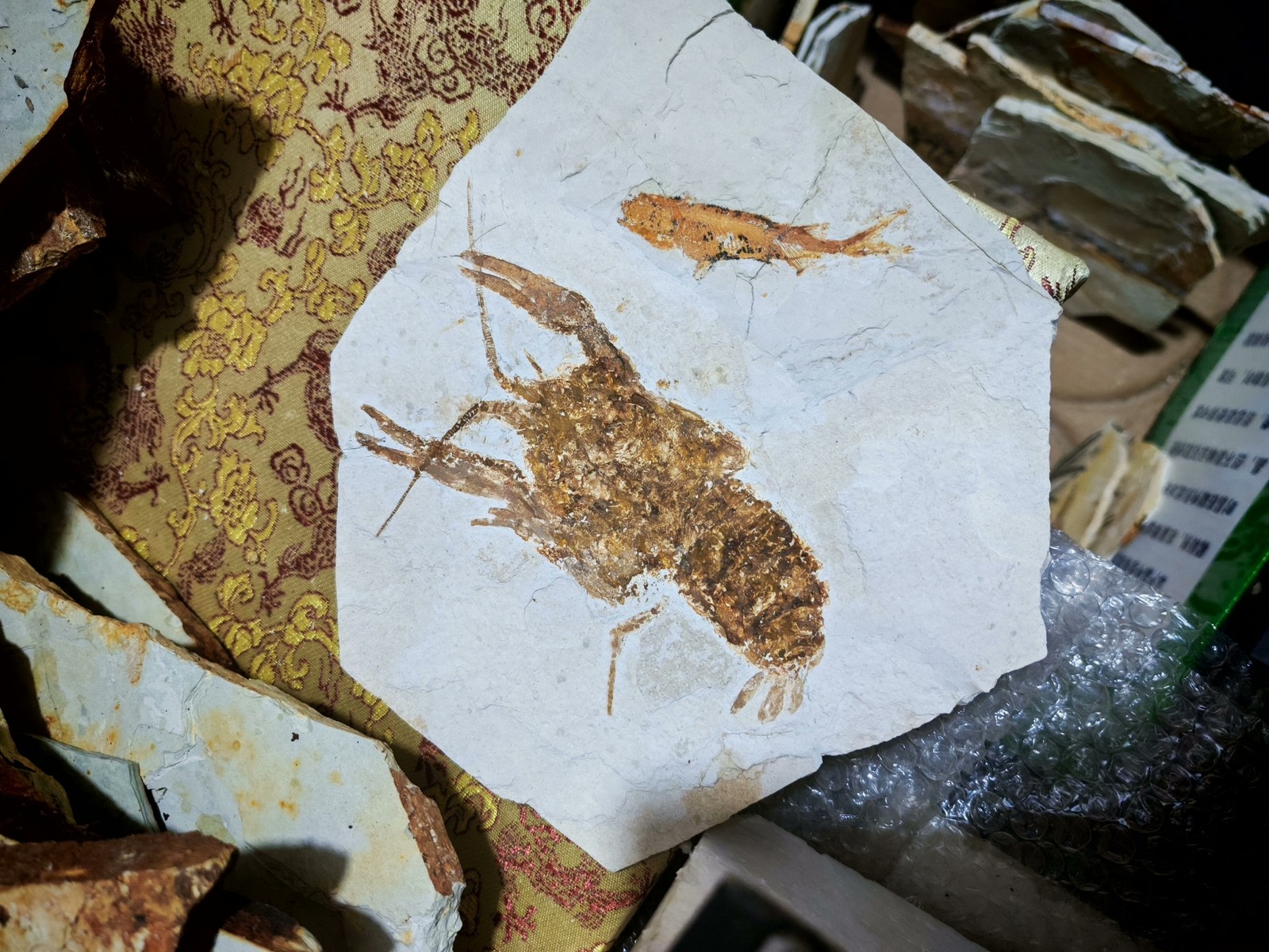 unique and authentic fossilized fish fossils 8803