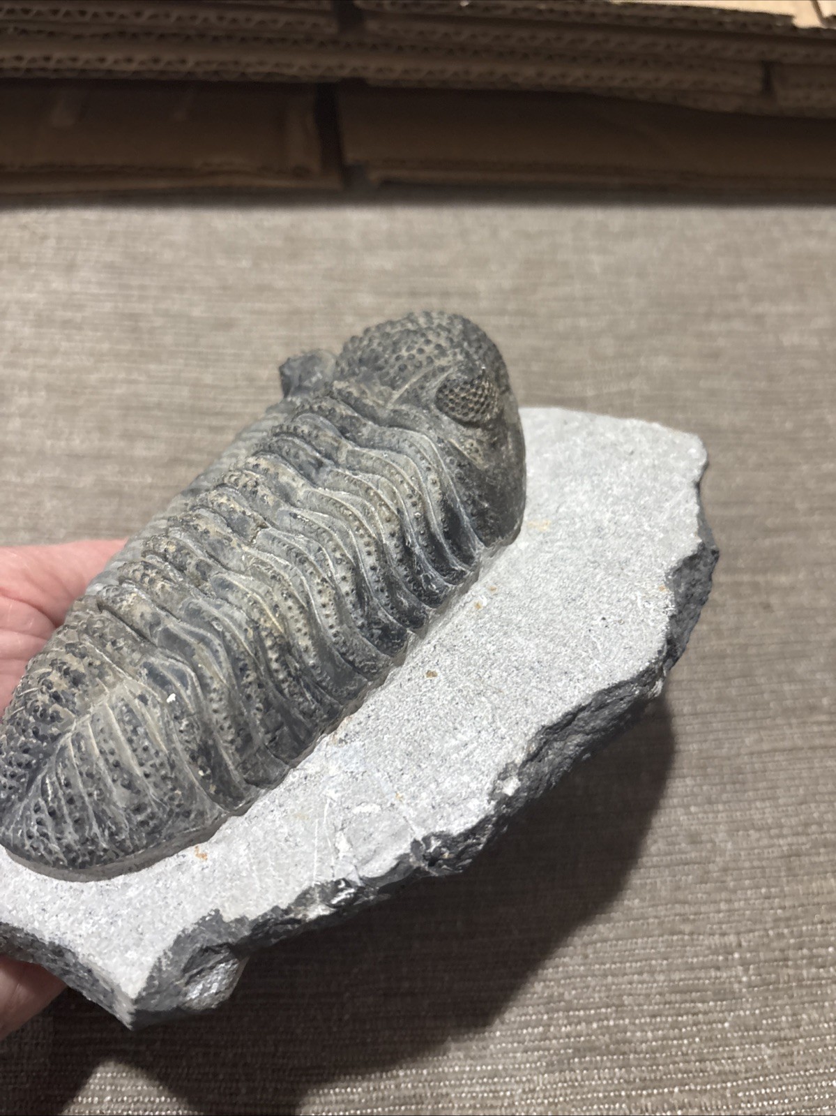 Very Nice 5 1/4 Inches Drotops Laid Out Nice Pretty Piece Devonian