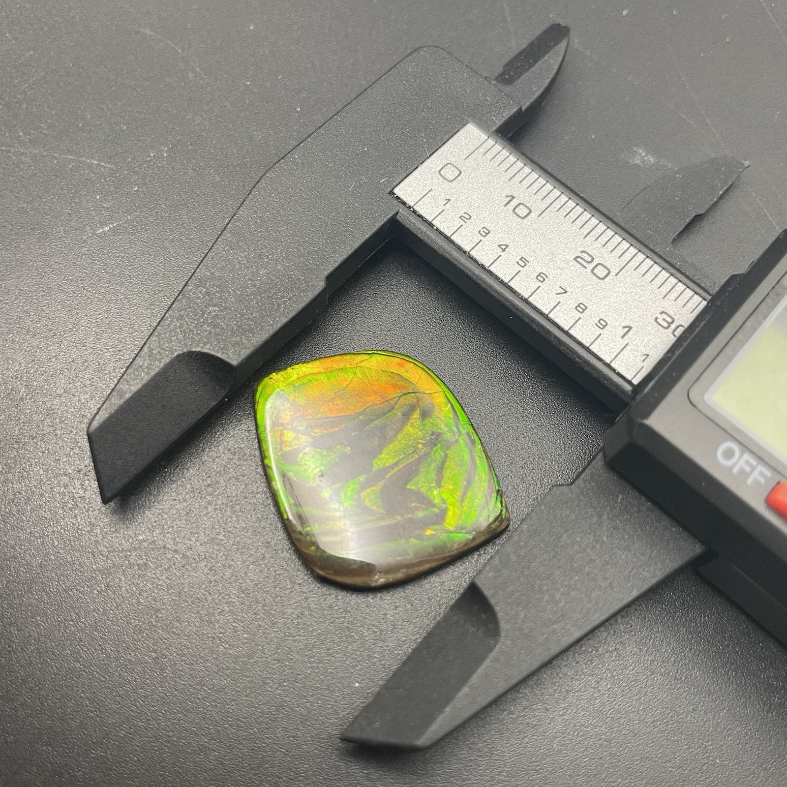 GORGEOUS GREEN Canadian Ammolite Gem Colorful Fossil Ammonite