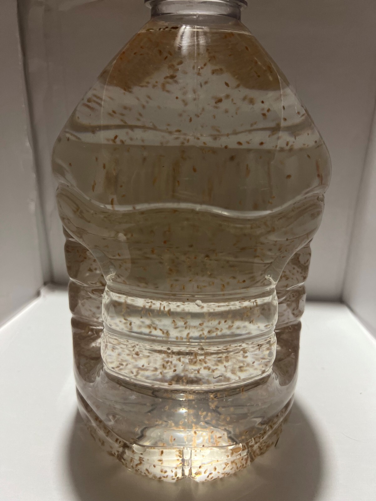 (Buy 2 Get 1 FREE) 500+ Live Daphnia Magna 500+ (FREE SHIPPING)