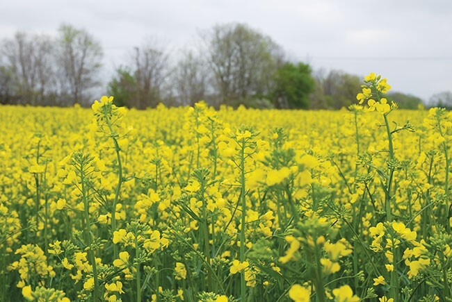 Elemental Sulphur Agricultural Sulfur Pellets Soil Acidifier ph down 90% FAST SH