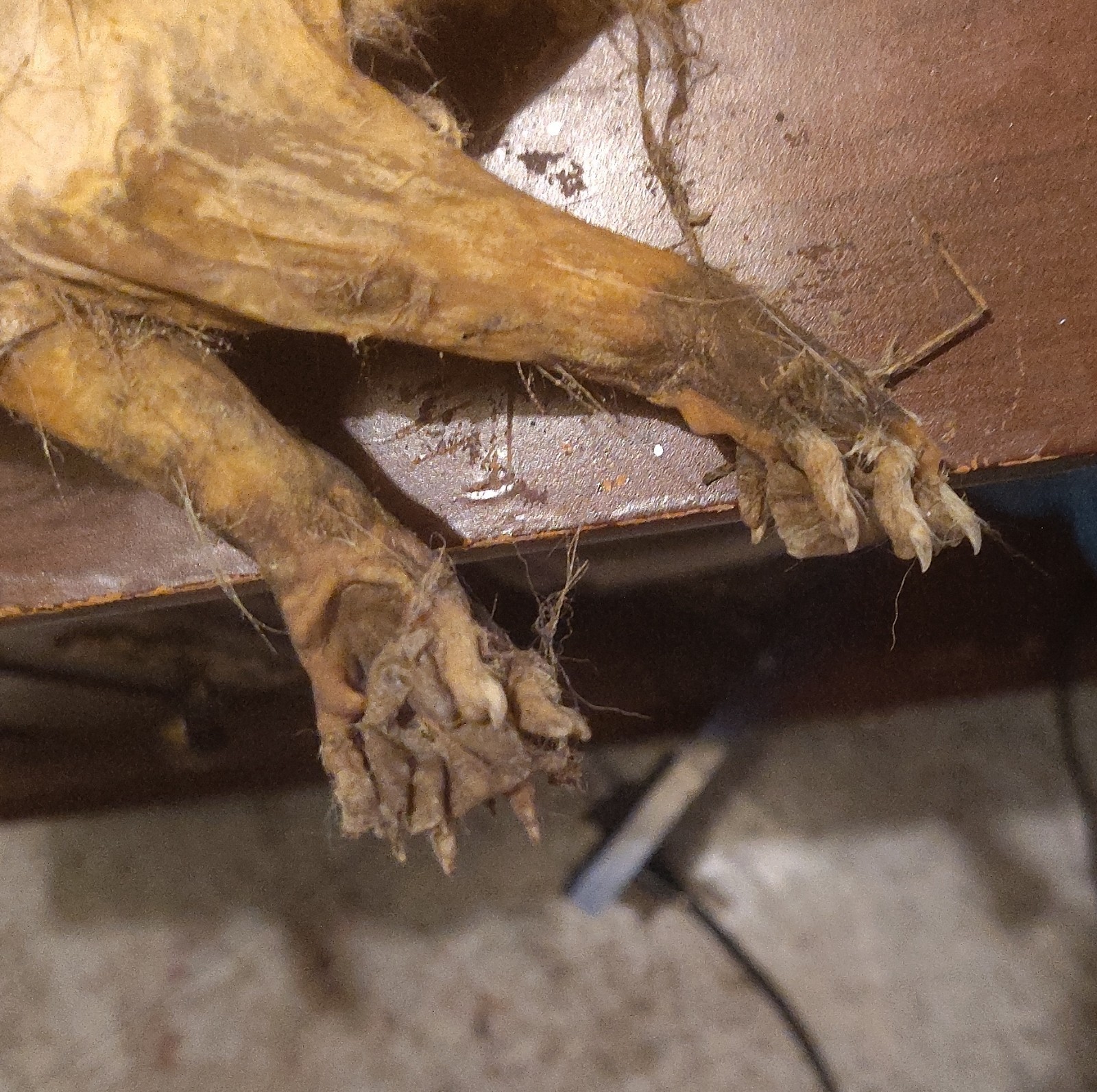 Naturally And Chemically Dried Mummified Possum.