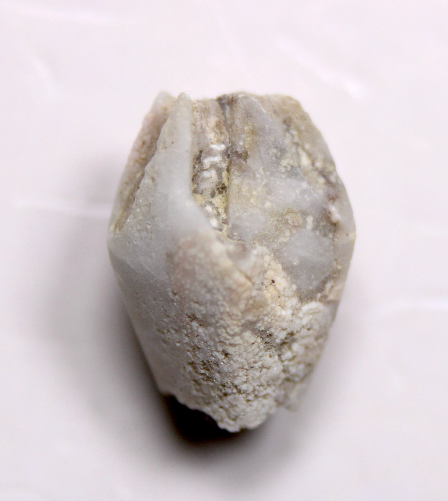 Troosticrinus reinwardti Blastoid Fossil Silurian Tennessee Brownsport Formation