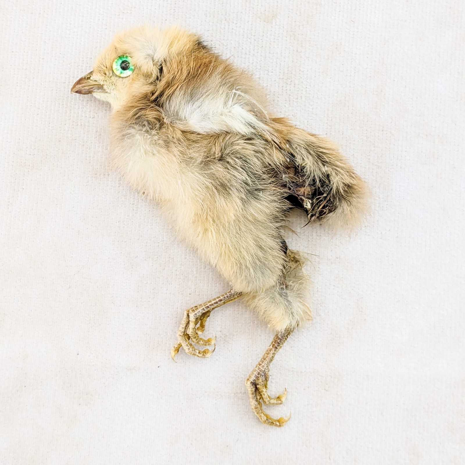 Dancing Chick taxidermy chicken display specimen crafting Oddities decor gift