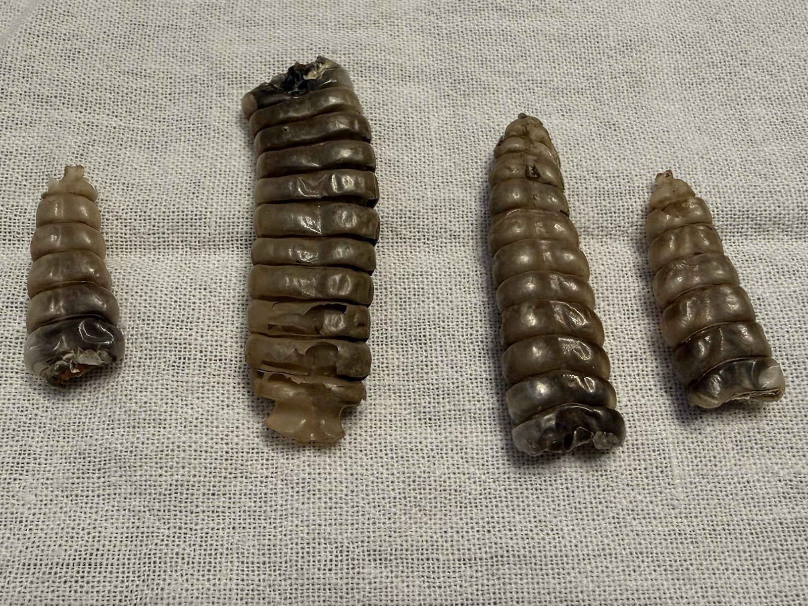 Rattlesnake Rattles ~ Lot Of 4 Rattles