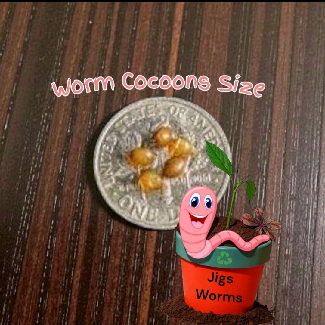 (JIGS) PURE Red Wiggler Worms Cocoon Mix - NO BLUES! Free Shipping