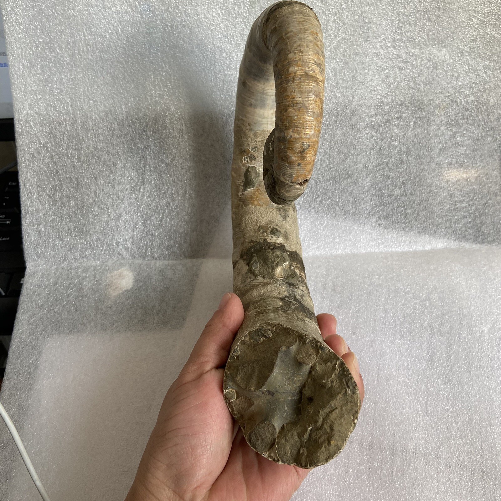 1242g215mm Big Repaired Ancyloceras Ammonite Fossil Sutures Crystal Display Mad