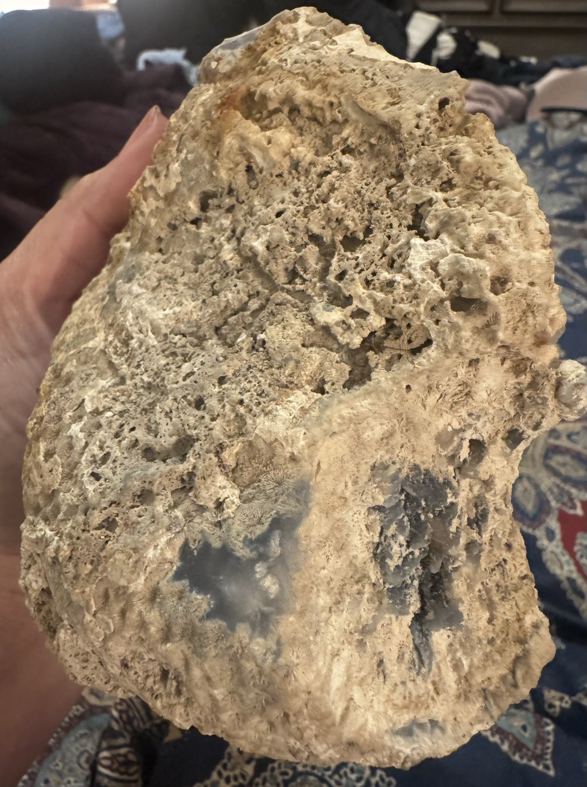 Rare Agatized Coral Fossil Geode -Large, Rare Colors!