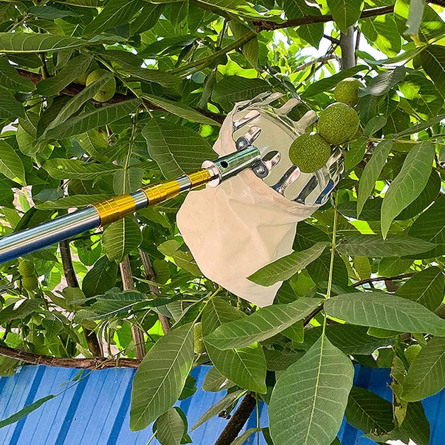 Extendable Fruit Picker 1.9m, Telescoping Harvest Tool for Tree Picking