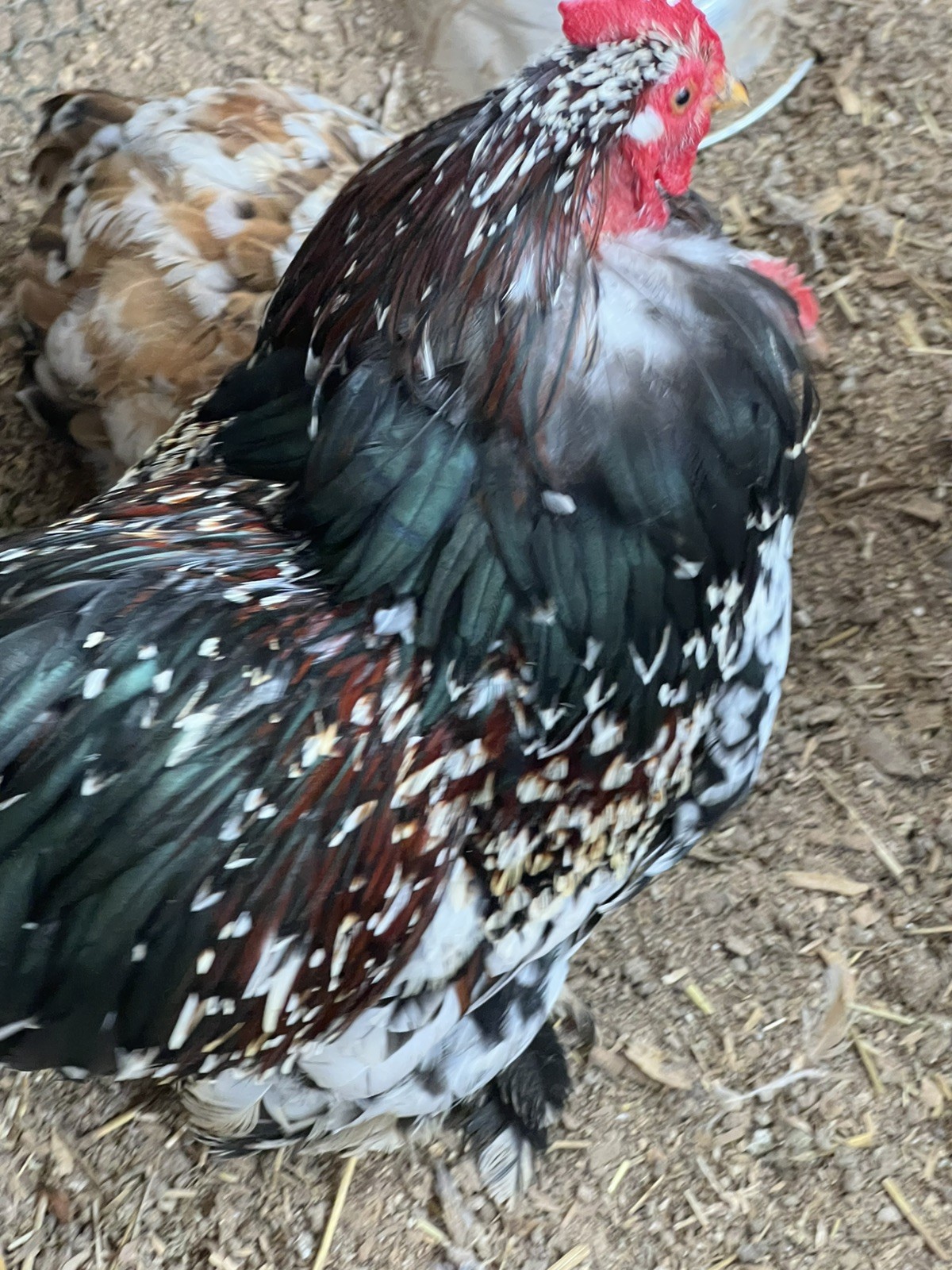 Dozen Mille Fleur Bantam Cochin Eggs