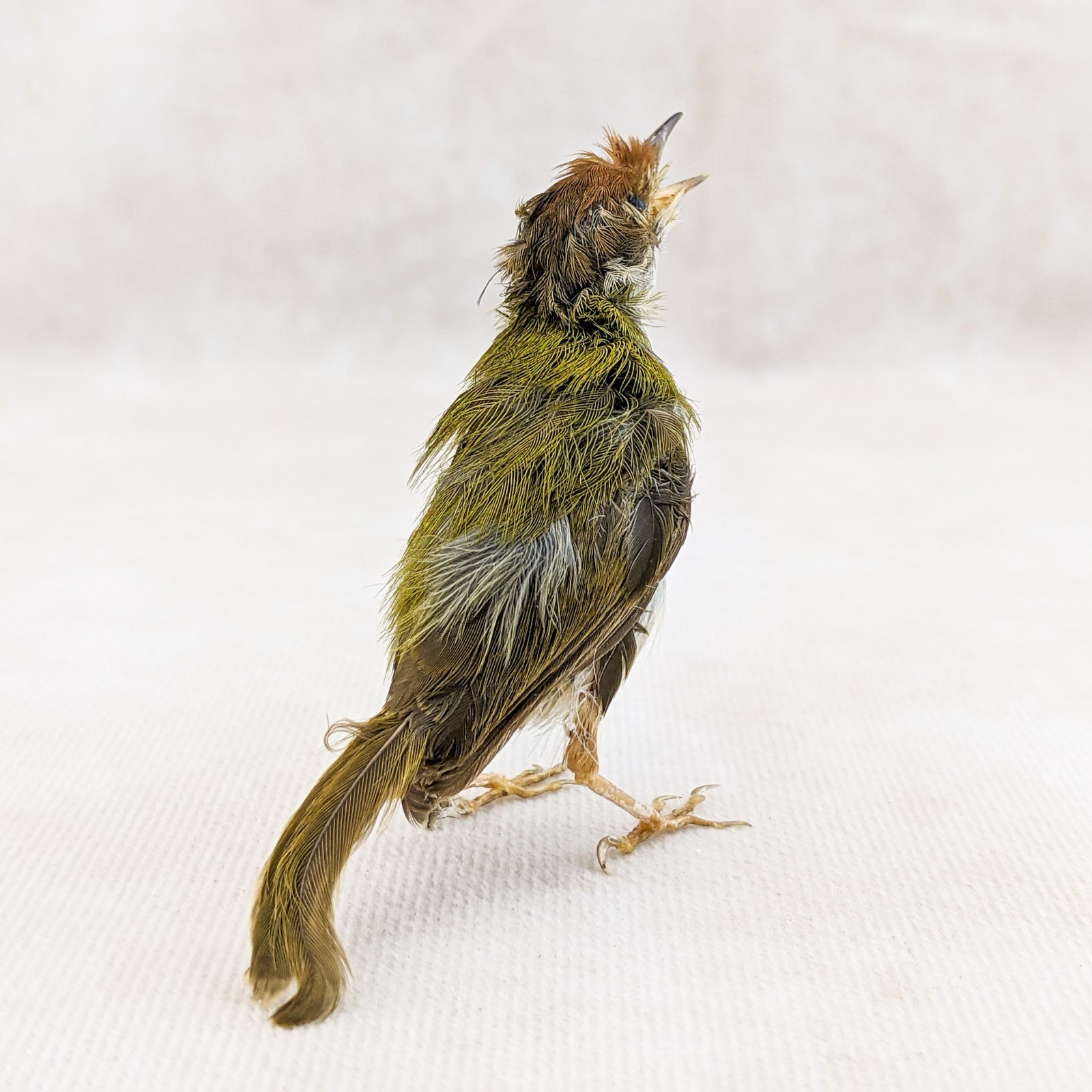 Ashy Tailor bird taxidermy Orthotomus ruficeps Bird Specimen oddities gift decor