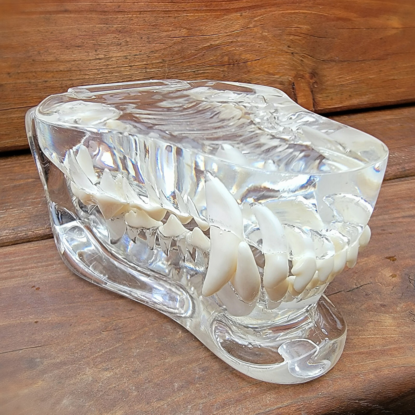 Transparent Dog Teeth, Anatomical Canine Clear Dental Model, Oddities