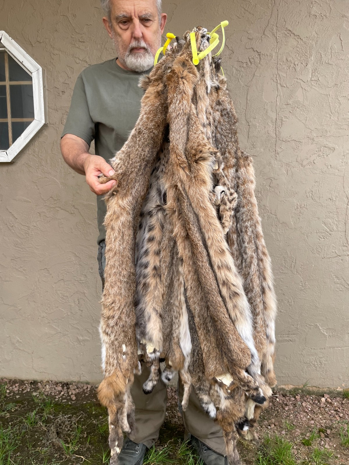 Tanned Bobcat pelt, Beautiful with spots, fur, mancave, sewing BC