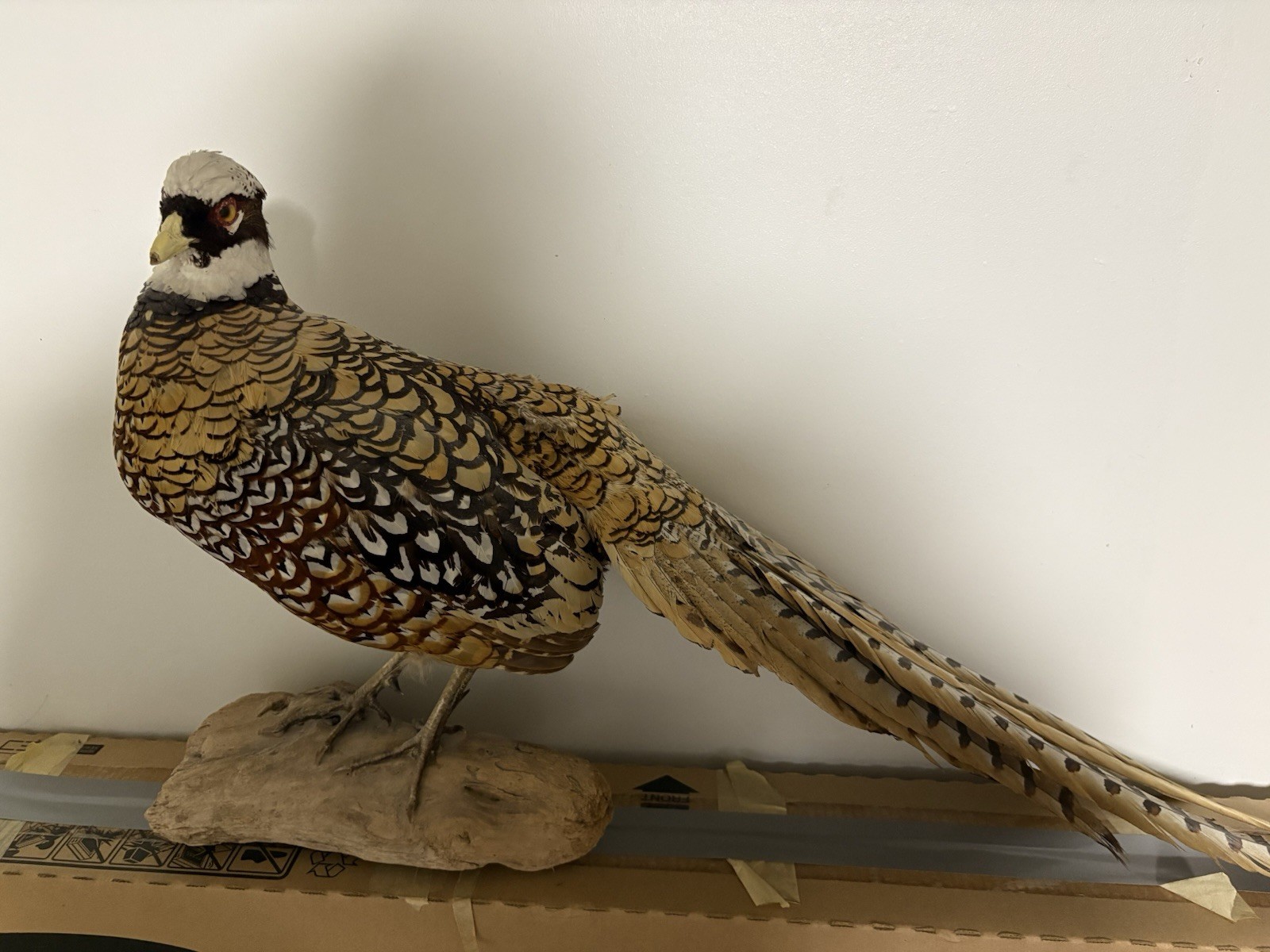 Vintage Reeves' Pheasant Taxidermy