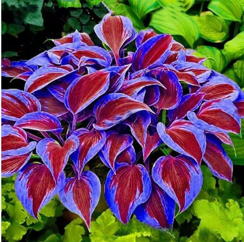🌿300+Mixed HOSTA SEEDS – PERENNIAL OUTDOOR SHADE GARDEN PLANTING SEEDS