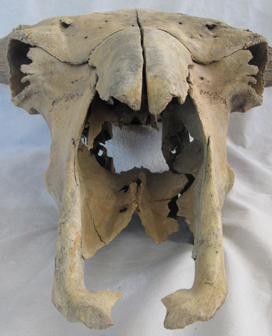 Buffalo Skull Bison Native American Natural History Old Fossil Artifact Decor