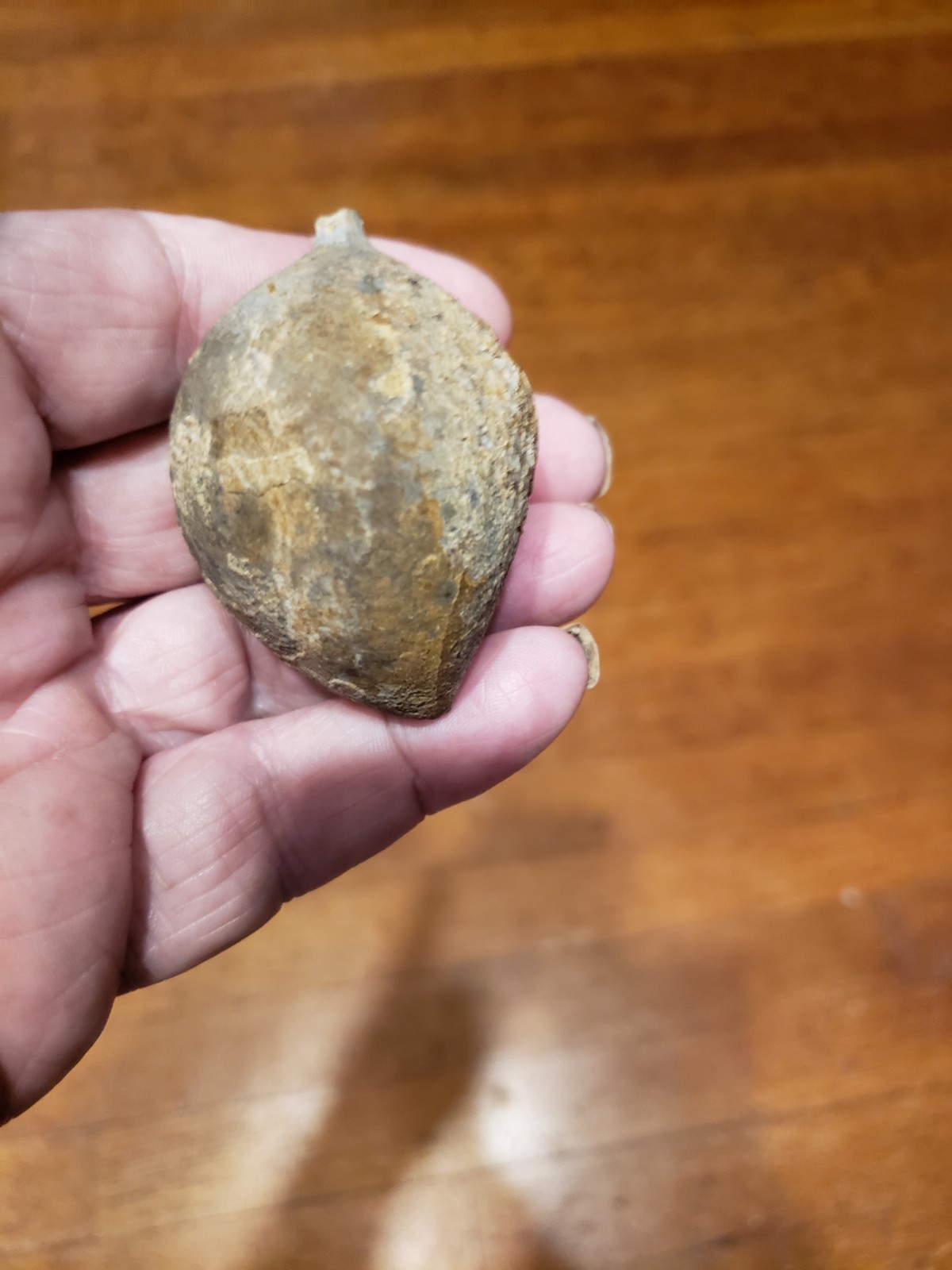 Huge Museum FOSSIL Cystoid Echinosphaerites aurantium 2.25"! Crinoid Trilobite !