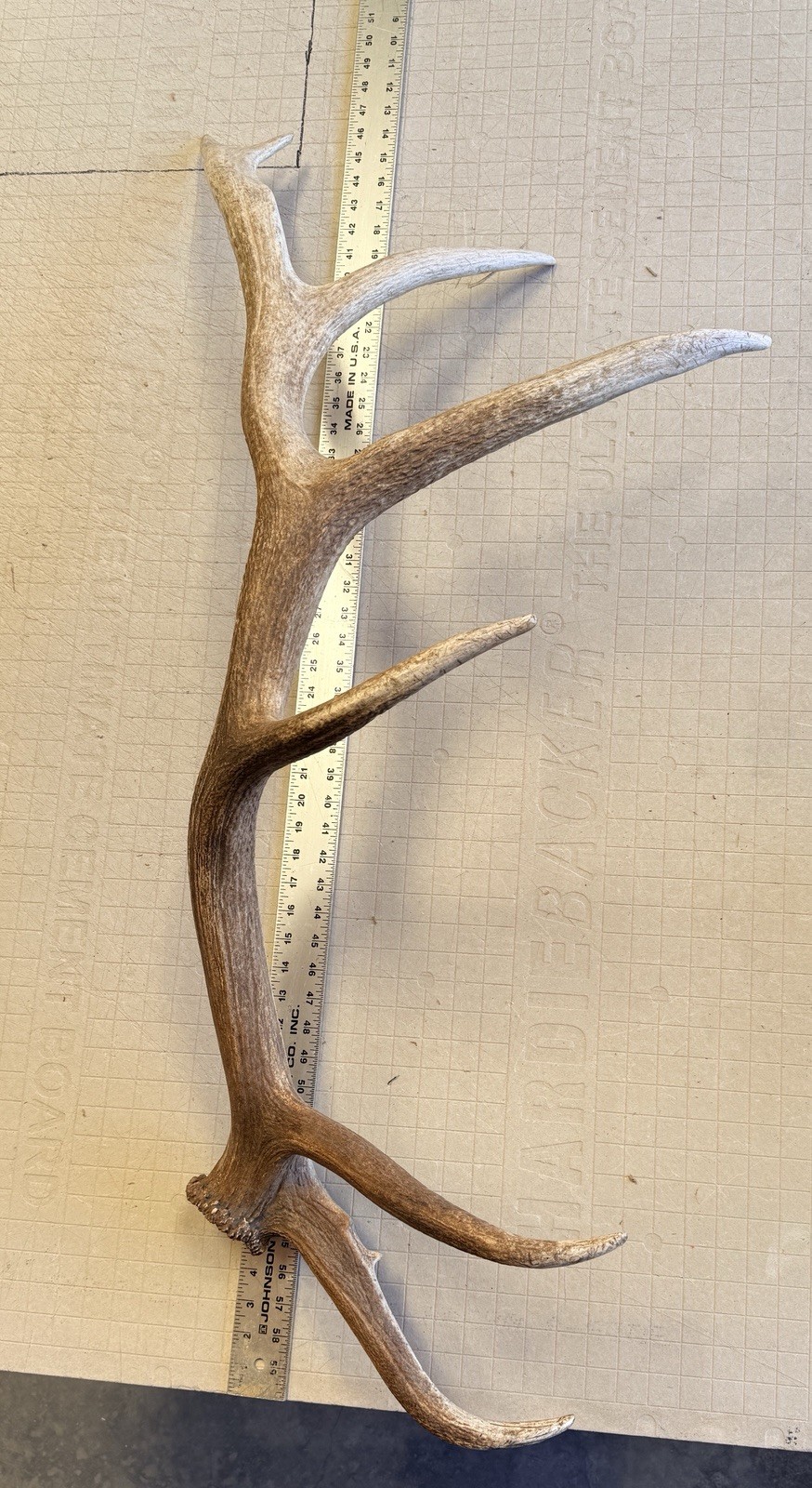 7pt Elk Shed ~ Elk Antler ~ Decor