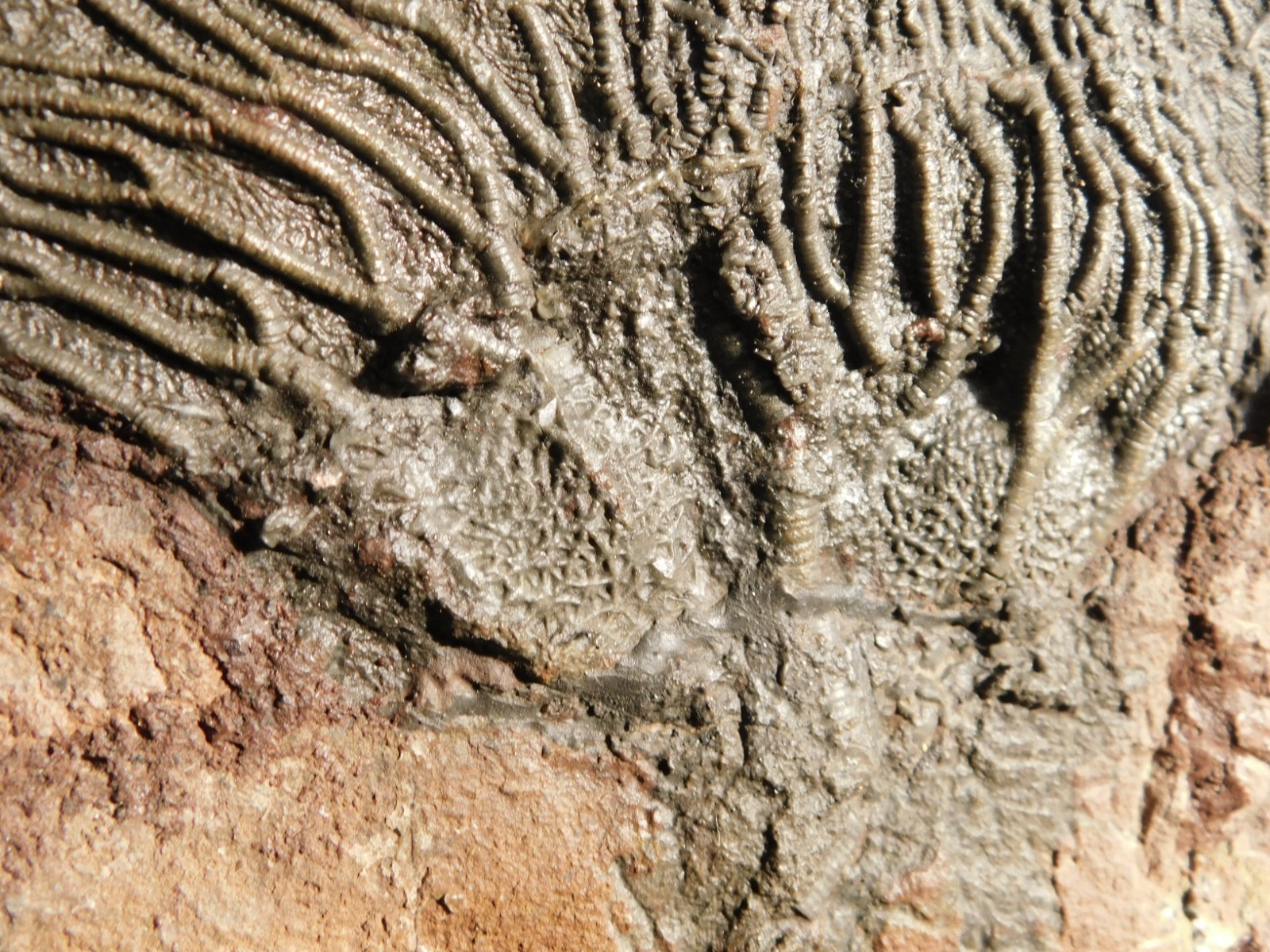 TWO BIG! 430 Million Year Old! CRINOID Fossils or Sea LILY Fossil Morocco 1565gr