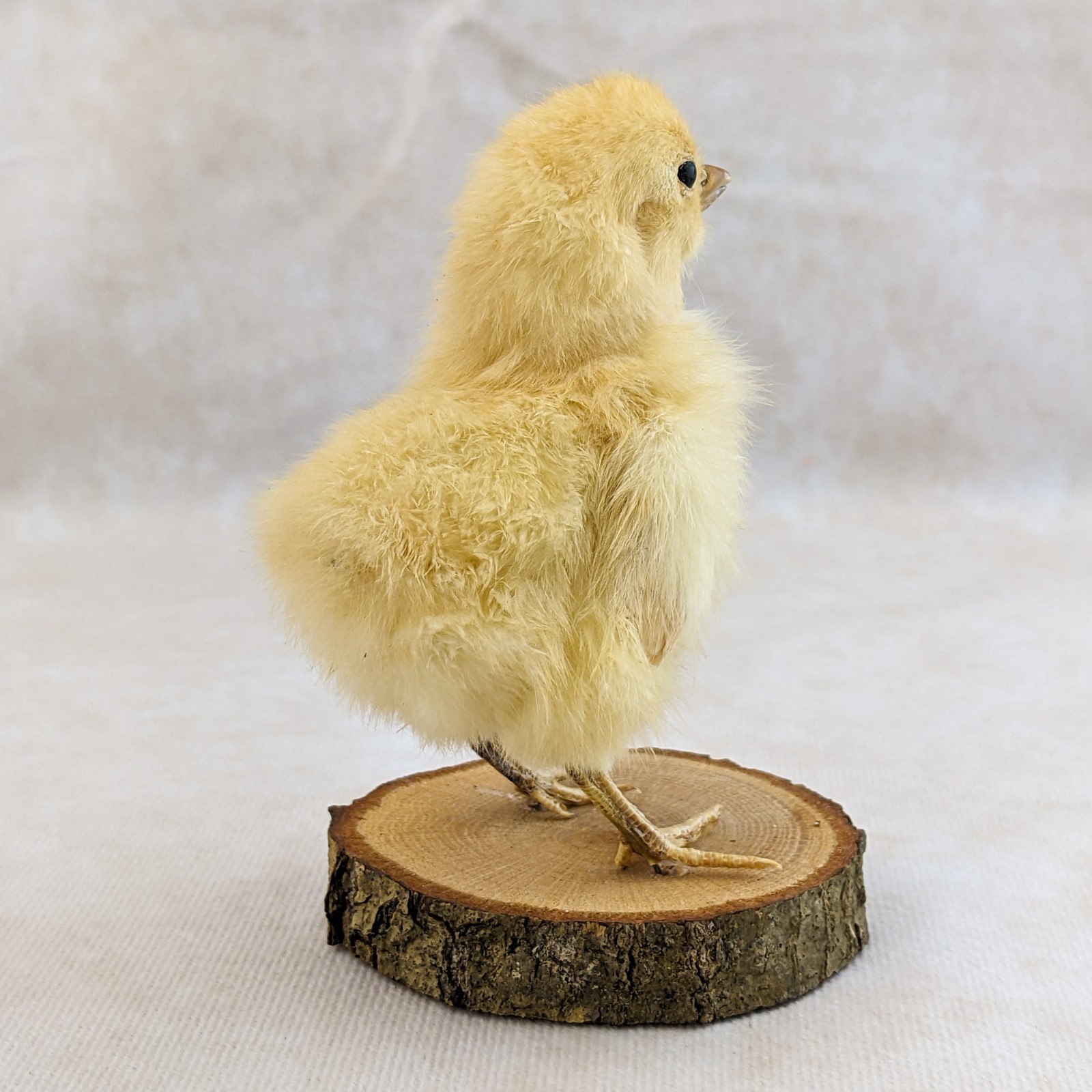 BABY Chick Chicken standing w/ wood base real taxidermy Curiosities oddity gift