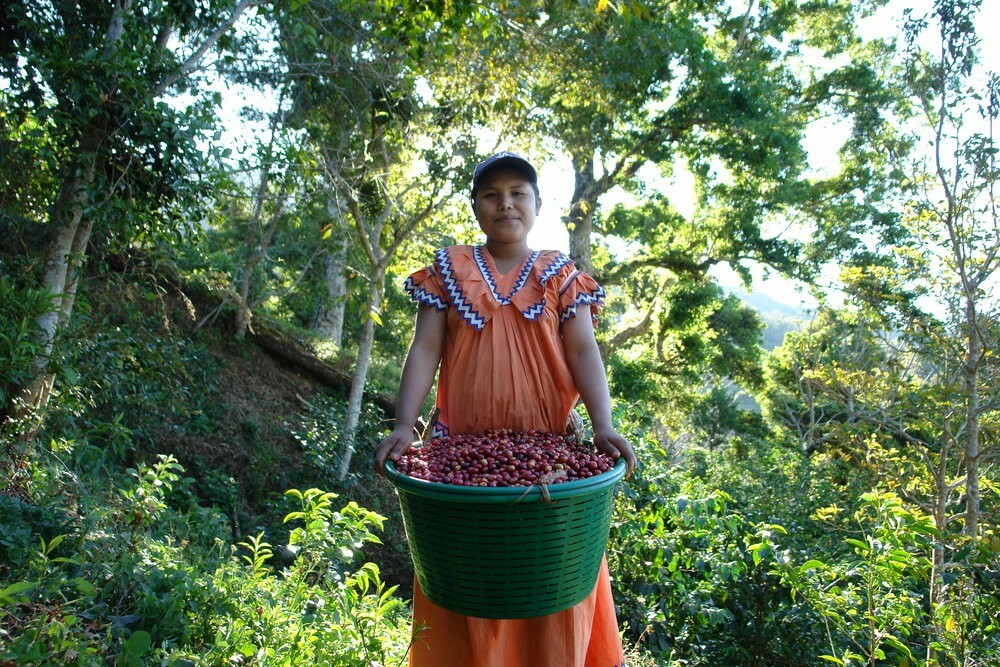 5 LBS PANAMA BOQUETE GREEN UNROASTED COFFEE BEANS - ARABICA