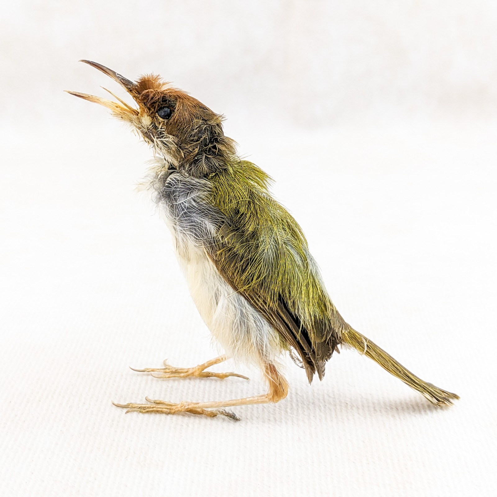 Ashy Tailor bird taxidermy Orthotomus ruficeps Bird Specimen oddities gift decor
