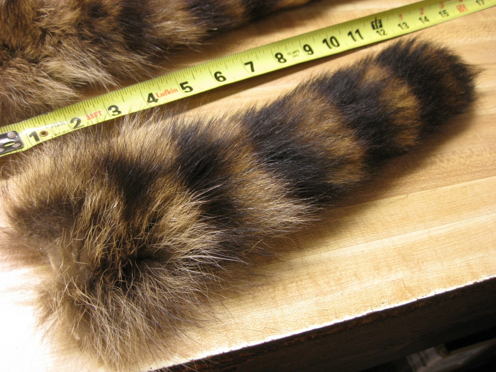 Large Tanned Jumbo Raccoon Tail Coon Fur Crafts 1 Tail Only