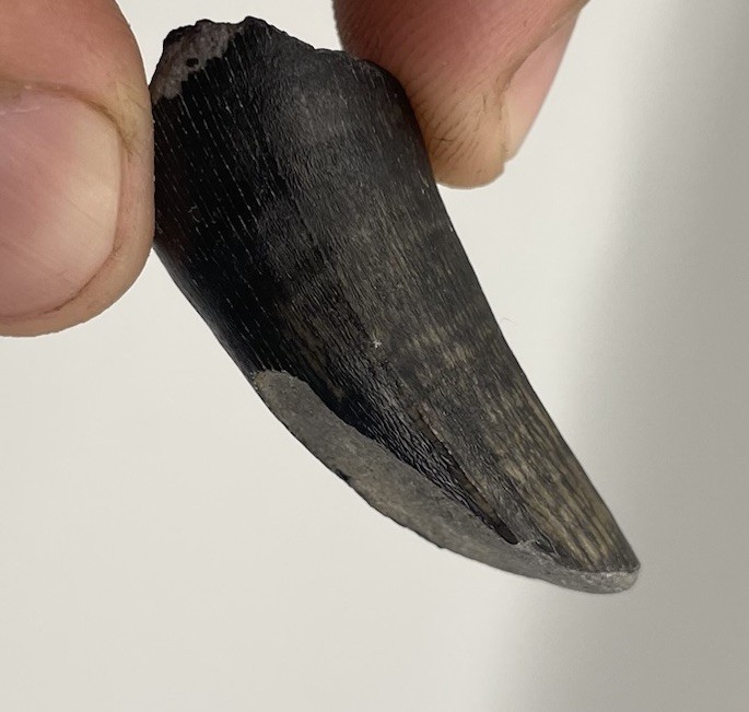 Alligator Tooth Fossil Feeding Wear On Tip Authentic Florida Fossil Alligator