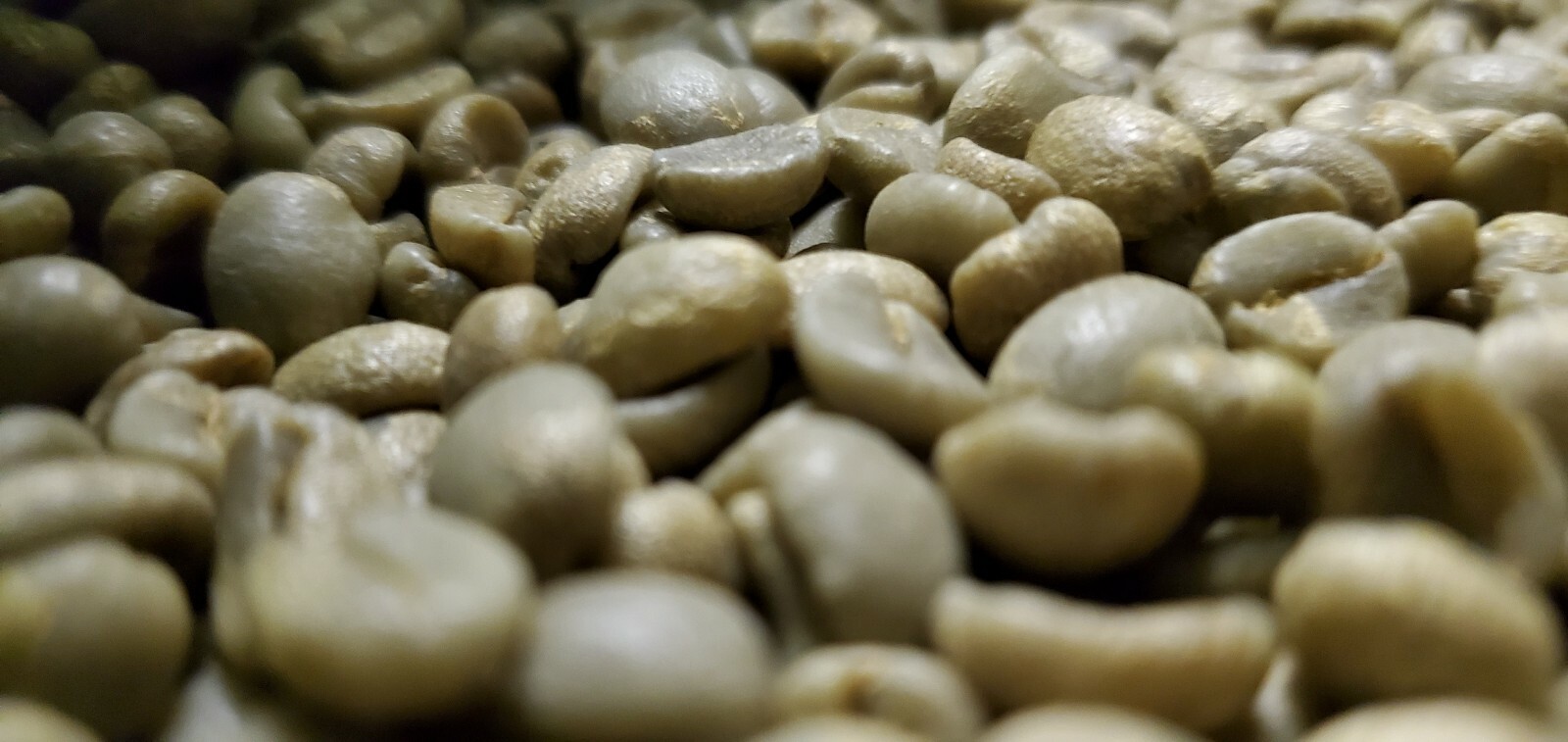 5 LB COSTA RICA, COSTA RICAN, UNROASTED GREEN COFFEE BEANS FIVE POUND - ARABICA