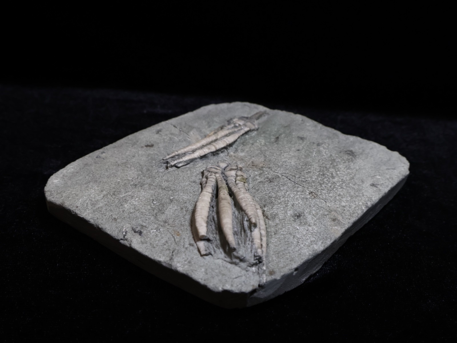 Two Scytalocrinus decadactylus Fossil Crinoids, Crawfordsville, Indiana