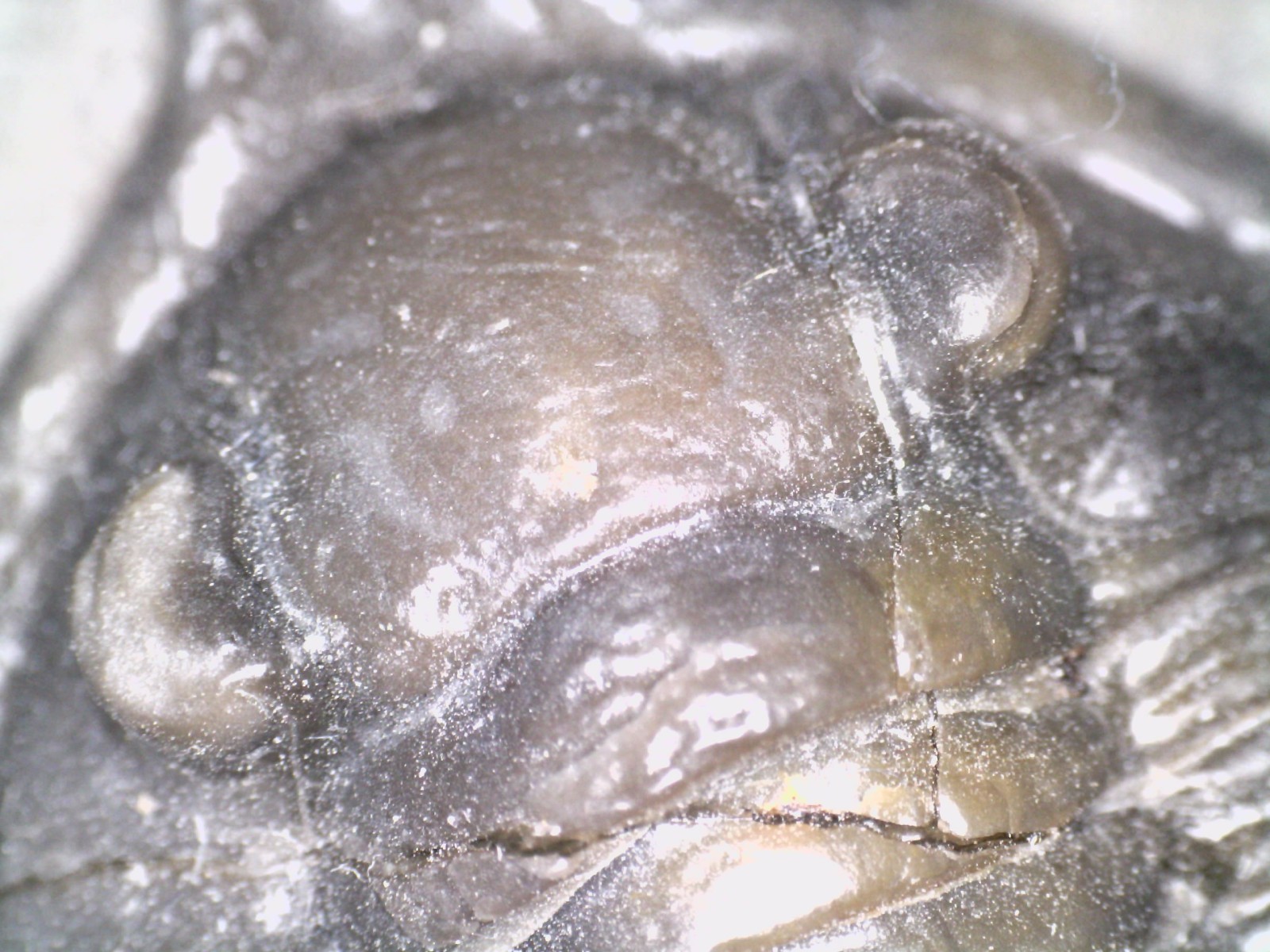 GEM Rare Pre Dinosaur Fossil TRILOBITE DIADEMAPROETUS ANTATLASIUS 1.5 INCHES!