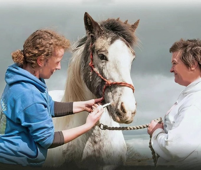 6 Pack New Paste Wormer Horse Dewormer Apple Flavor US Free Shipping