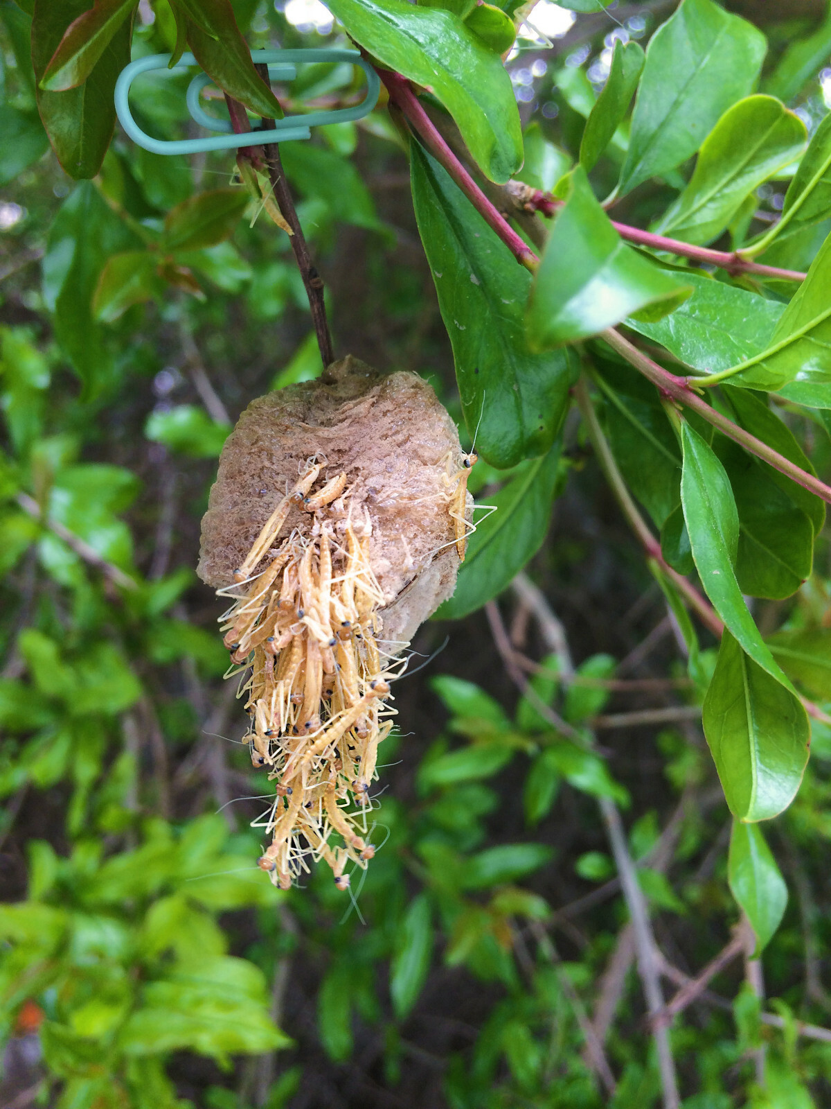Praying Mantis Egg Case With Hatching Habitat Cup- 2 Praying Mantids Egg Cases