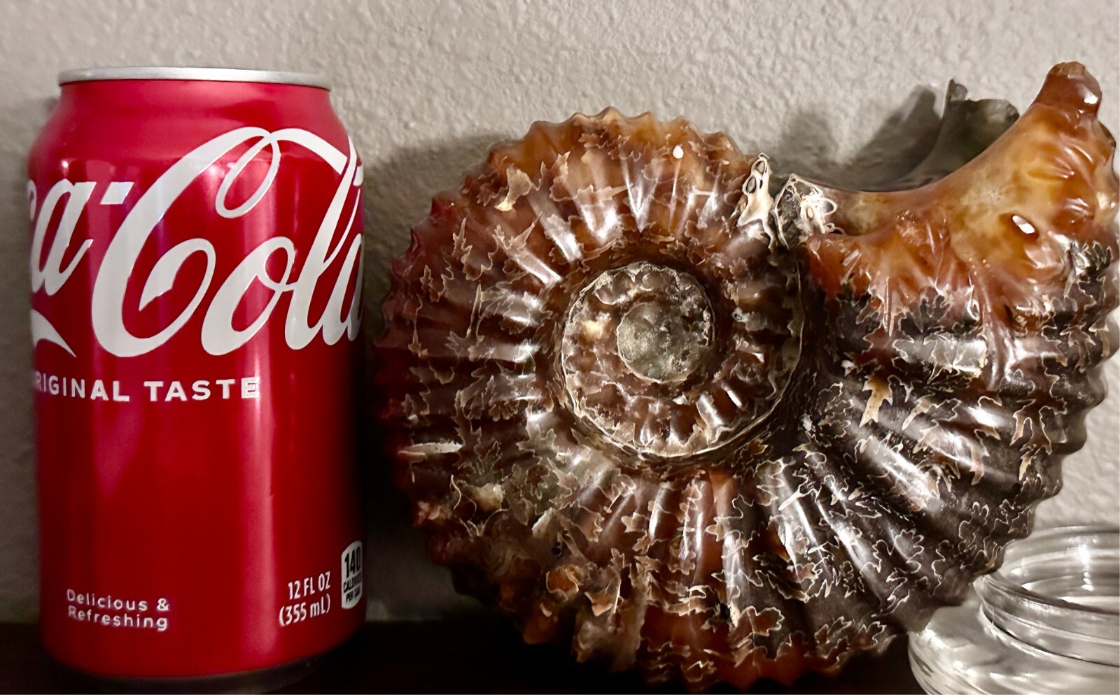 Rare Beautiful "Goat Horn" Ammonite Fossil 3 lb. 5.8 oz. 1526 grams #58