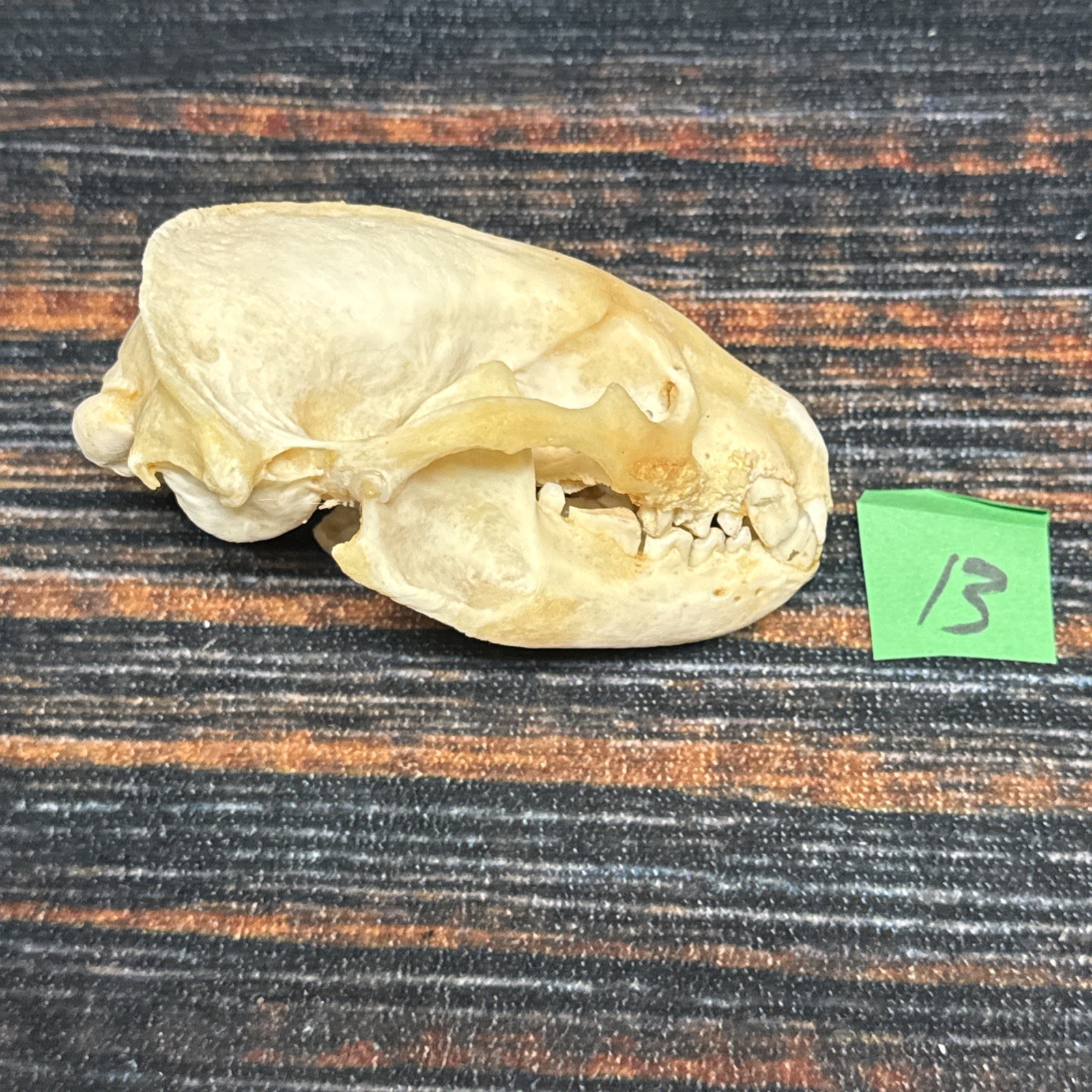 Real XL Badger Skull Unique Gift Halloween Craft Animal Mount Art Model Head Odd