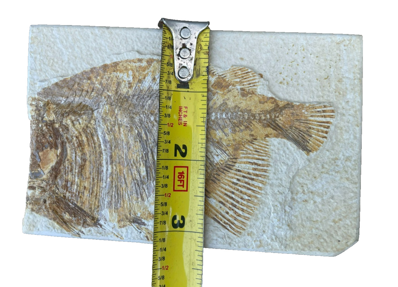 Fossil Fish Plate Natural Formation