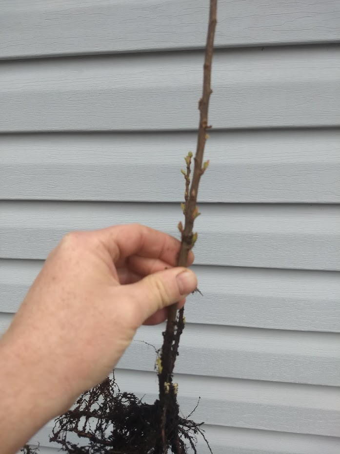 1 DORMANT Nanking Cheropugy bush cherry, rooted plant. Zones 4-8 Prunus tomentos