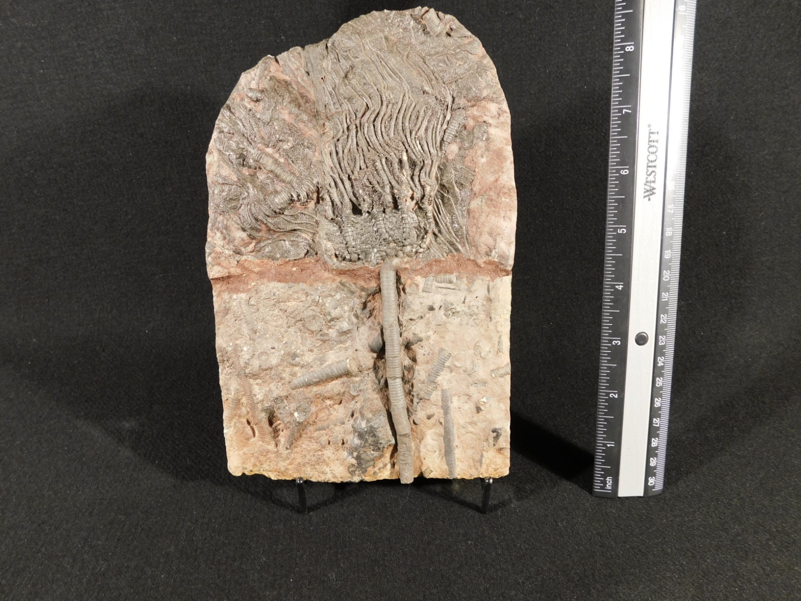 Nice! 430 Million Year Old! CRINOID Fossil or Sea LILY Fossil Morocco 838gr