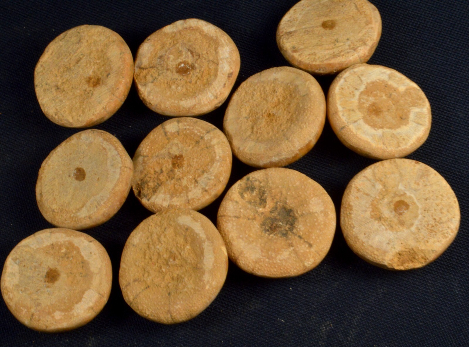 #11,993 Echinoderm Fossil (Sand Dollar) - Madagascar [ONE PIECE ONLY]