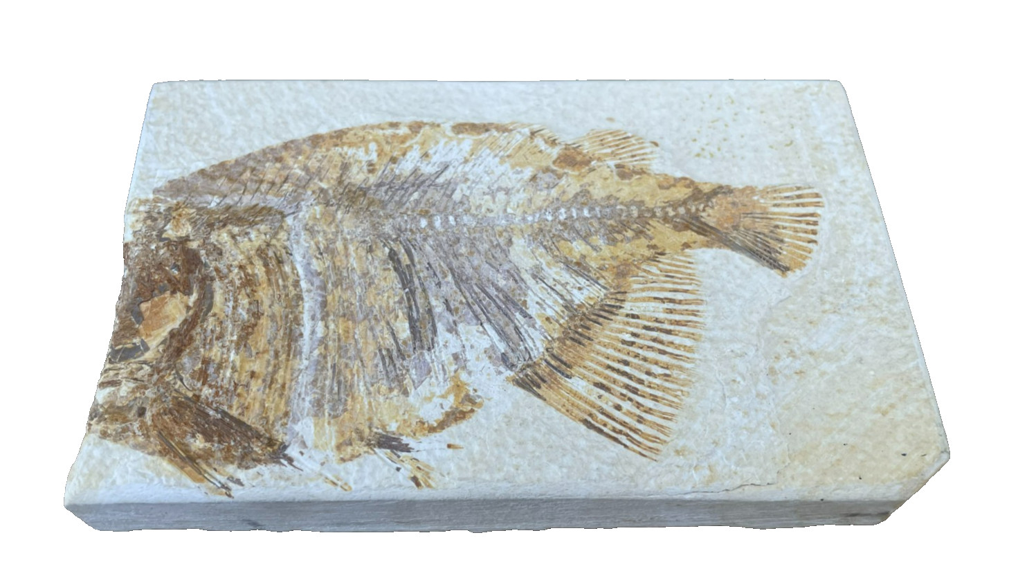 Fossil Fish Plate Natural Formation