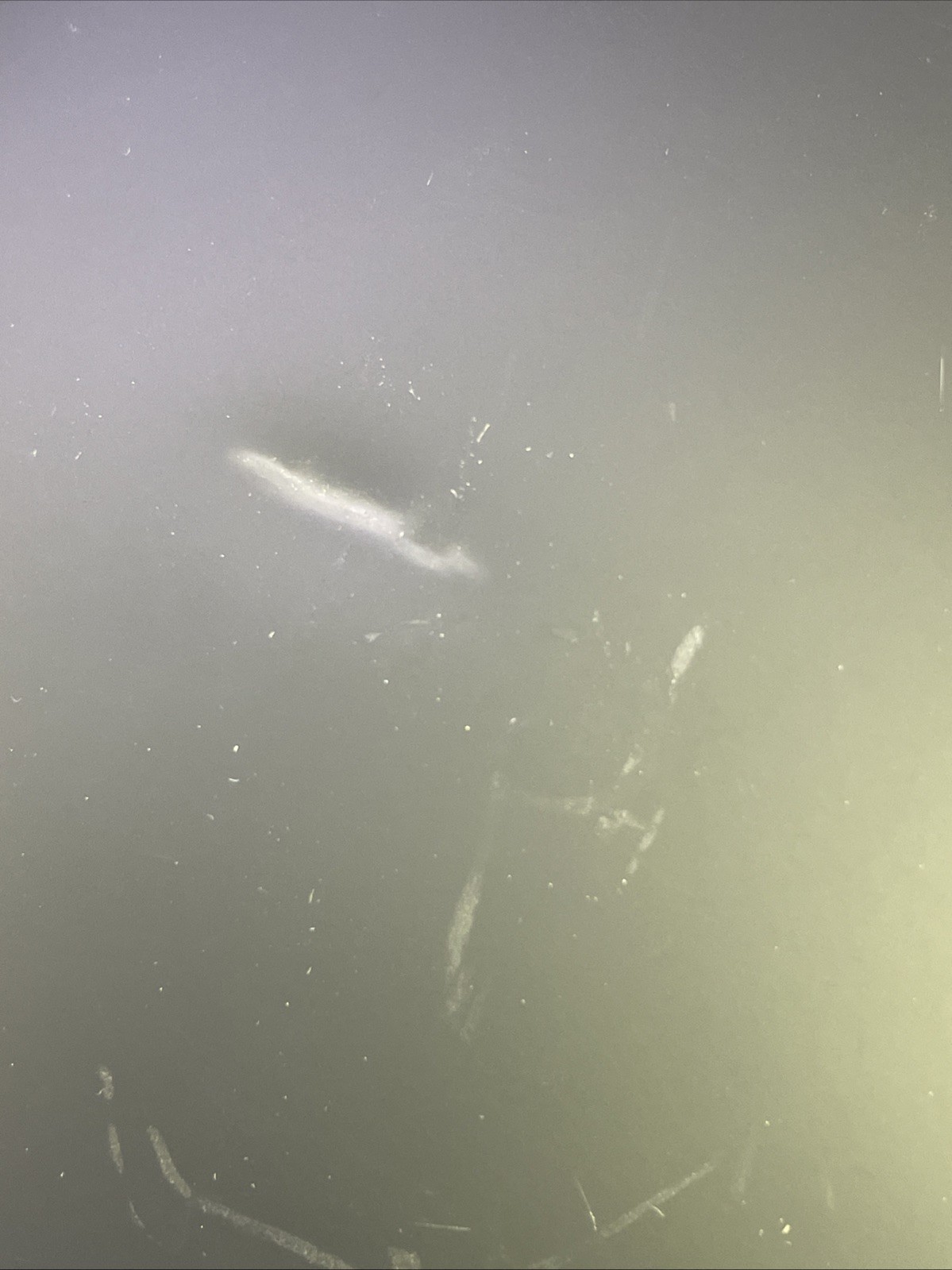 NEW Pro-Tec Spade Series Skateboard Helmet Matte Black M/L Safety Gear