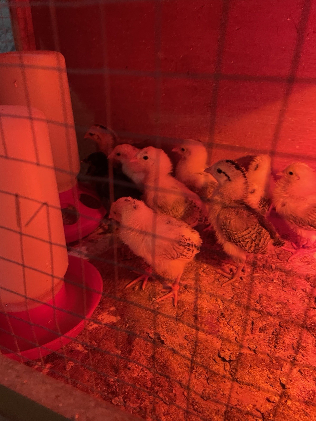 Baby Chicks