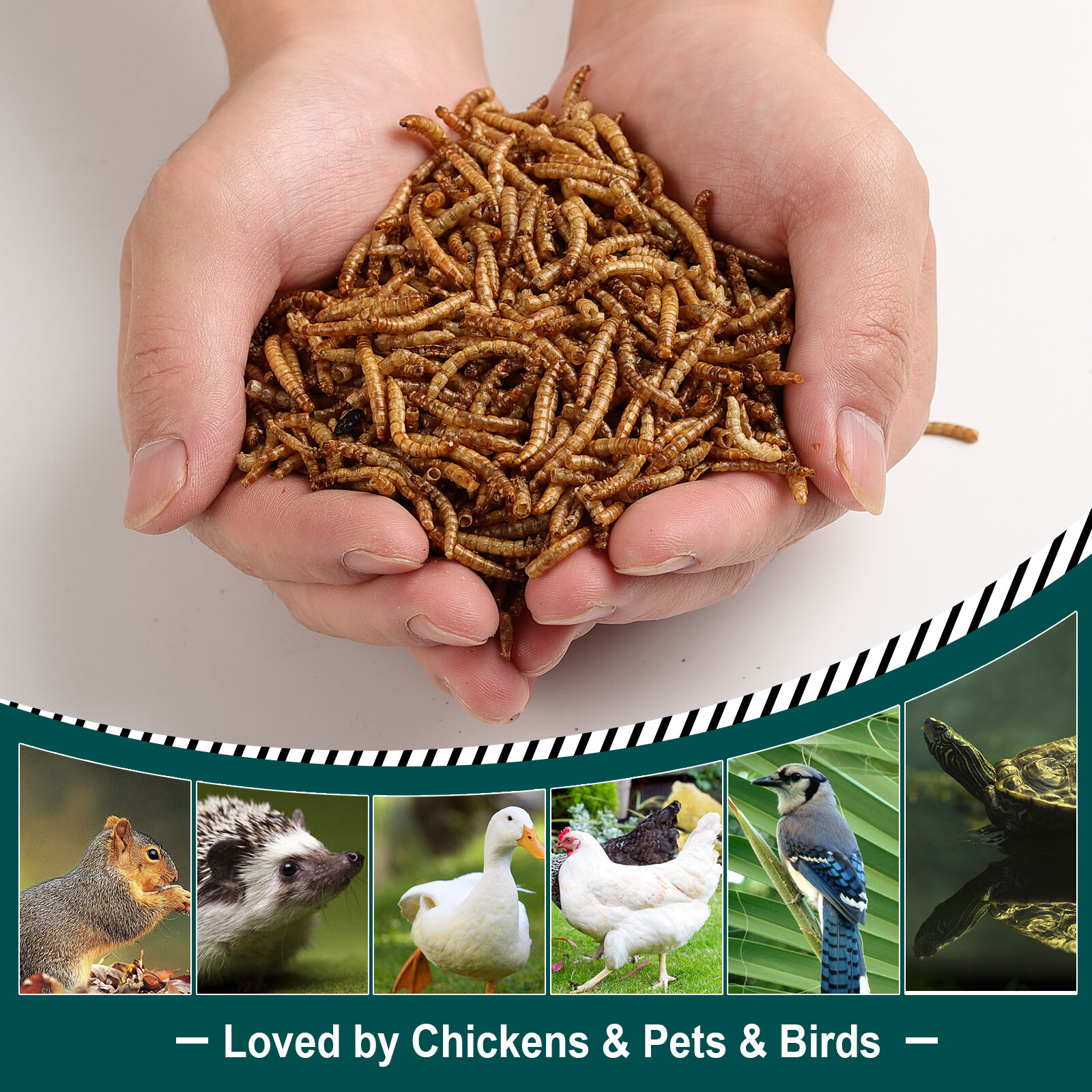 Dried Mealworms Bulk Non-GMO Organic for Wild Blue Bird Food Chickens Hen Treats