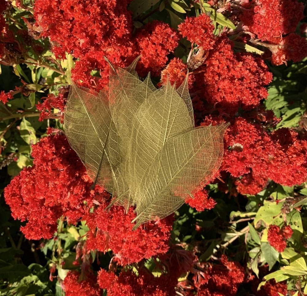 100 Pcs 4-5 Inch Olive Green Skeleton Leaves Rubber Tree Natural Scrapbook Cr...