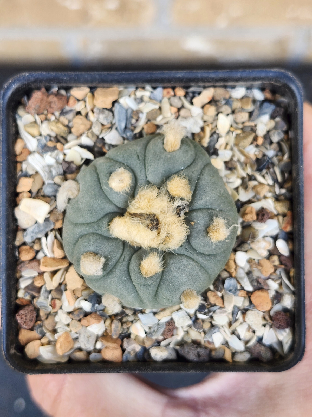 ONE(1) RARE Cactus sp koehresii, seed grown in 2.60" pot, large root