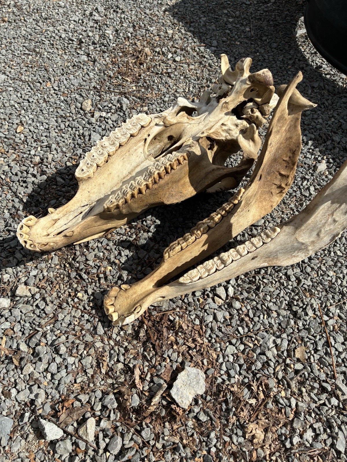 LARGE HORSE SKULL AUTHENTIC With BOTTOM JAW TEETH EQUINE TAXIDERMY Natural