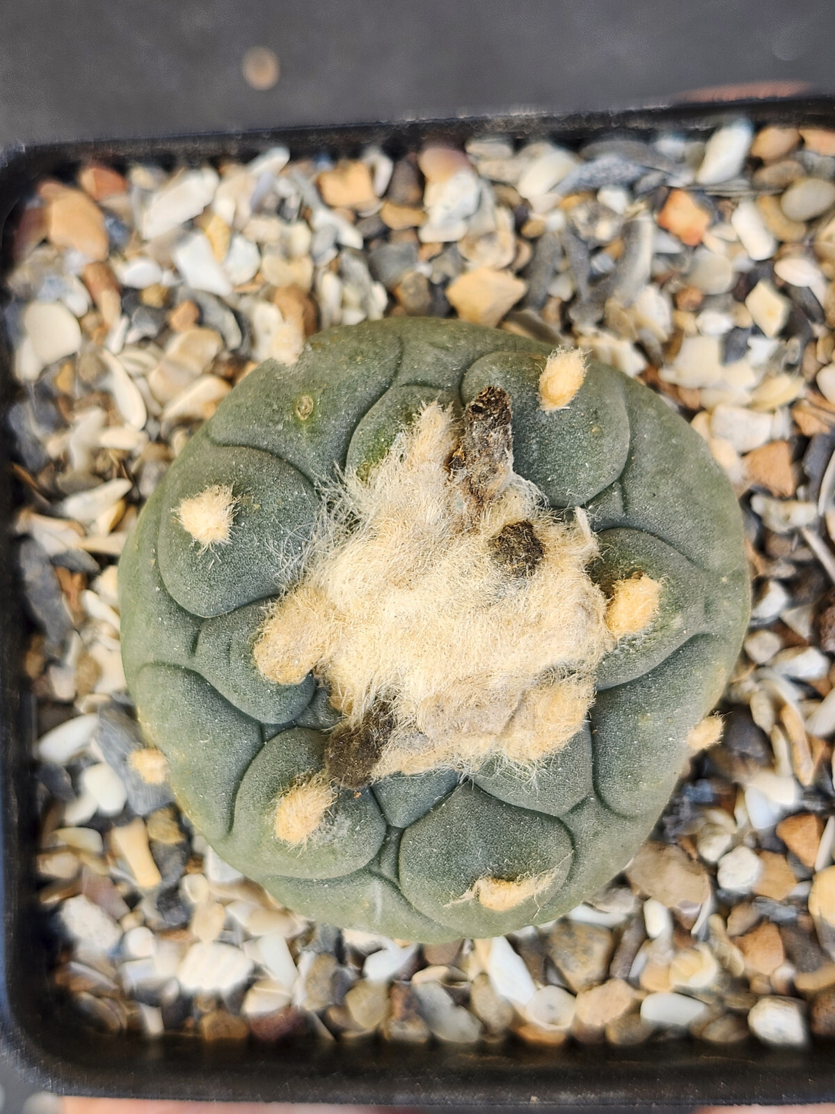 ONE(1) RARE Cactus sp koehresii, seed grown in 2.60" pot, large root