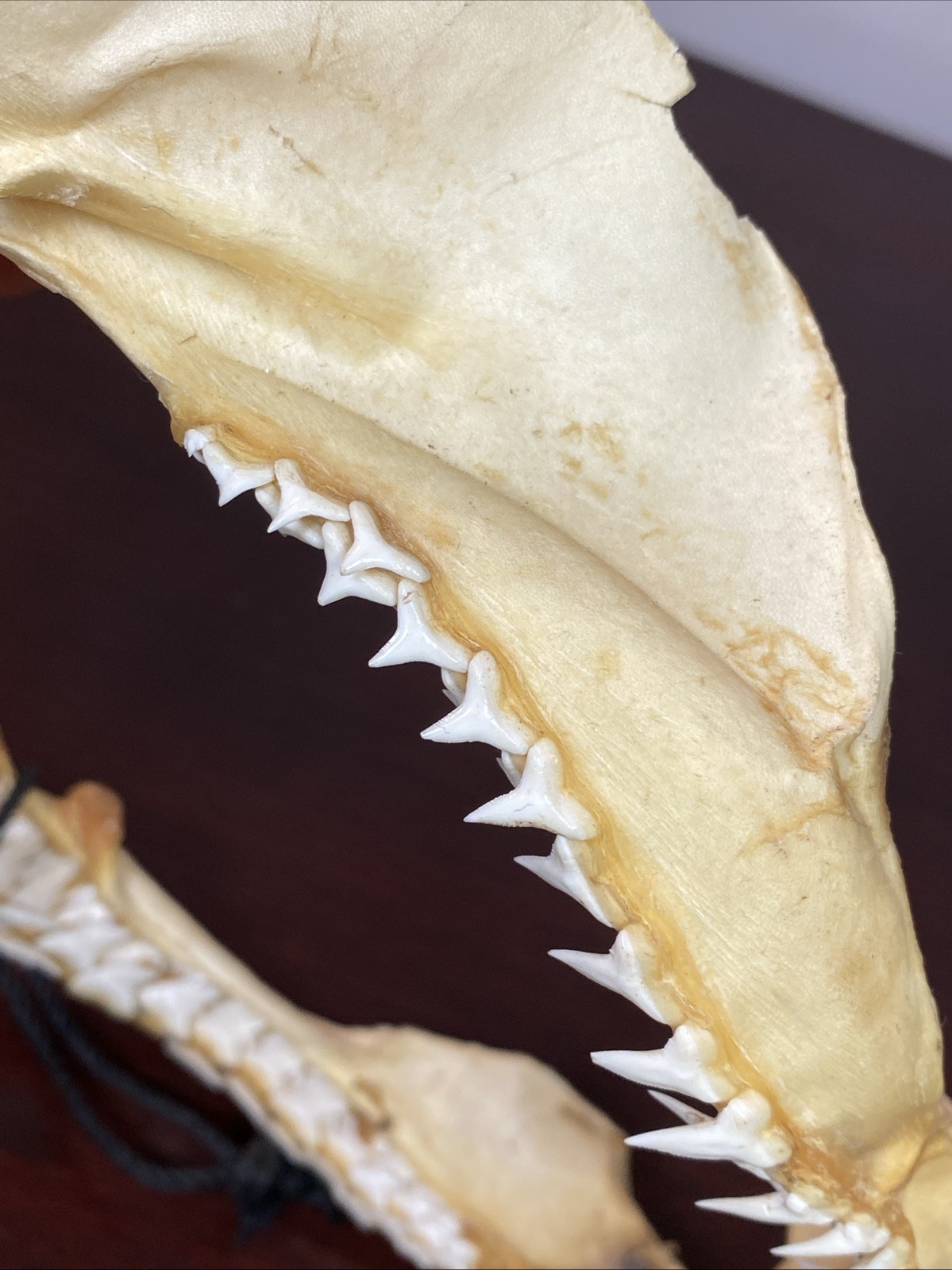 Vintage Bull Shark Jaw Taxidermy 4 Rows Of Teeth 9.5” Wide x6.25” Nautical Decor