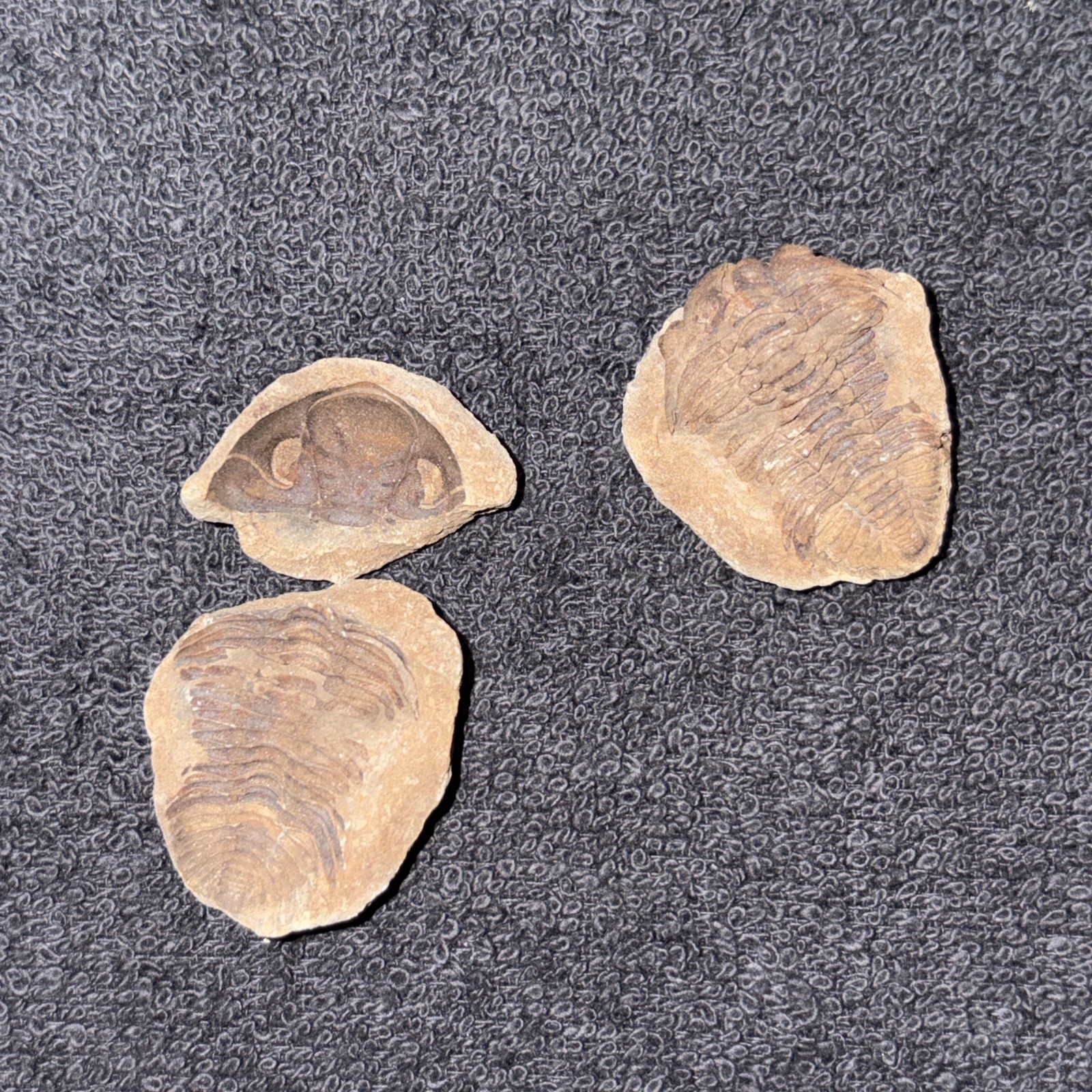 Fossil Trilobite Eldridgeia Venustus Devonian Bolivia POS & Neg (2 Pieces)