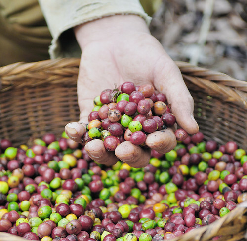 2 5 10 LB TANZANIA PEABERRY FRESH ROASTED COFFEE WHOLE BEAN, GROUND - ARABICA